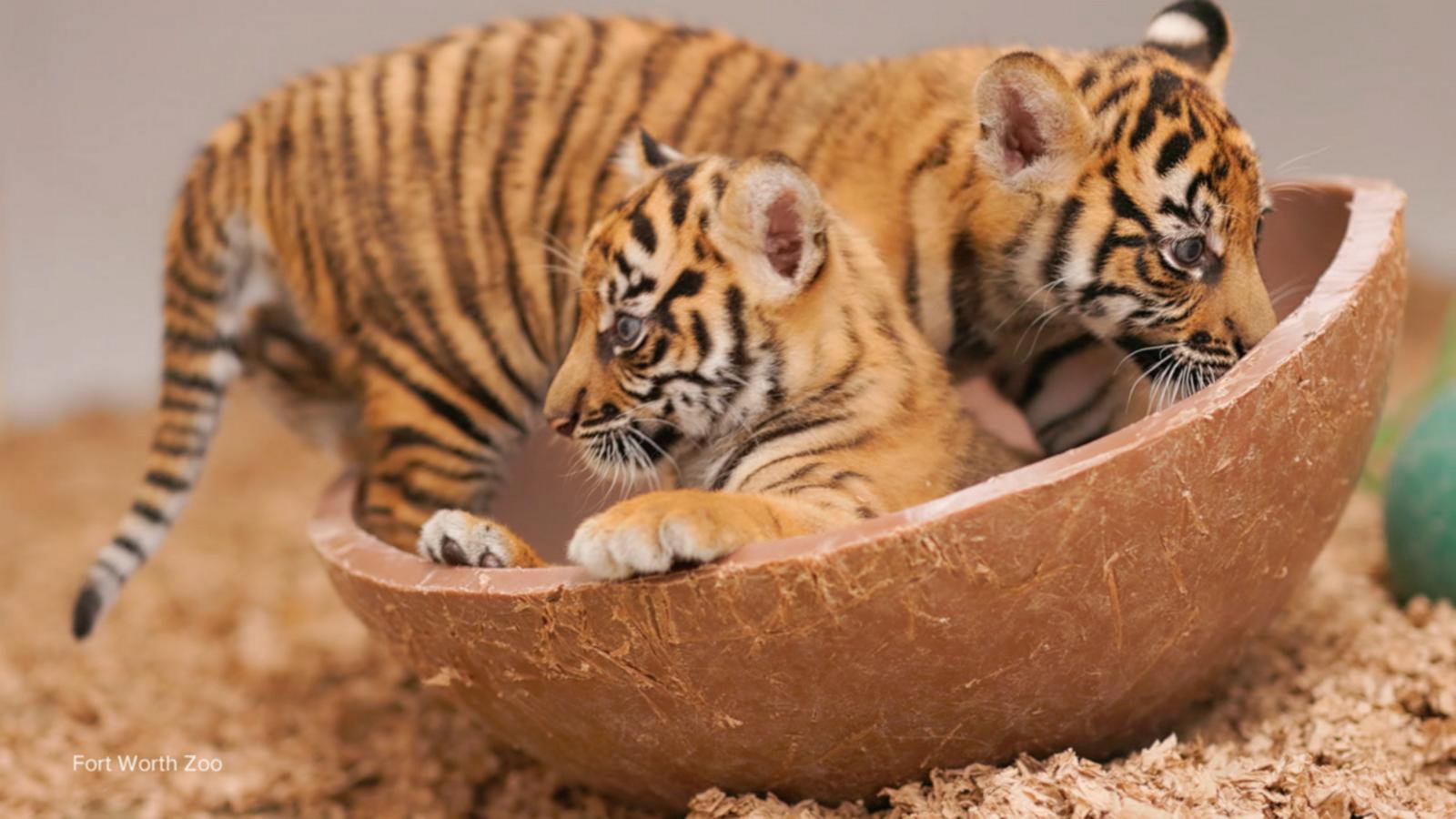 WATCH:  David Muir shares milestones of Fort Worth Zoo's Sumatran tiger cubs