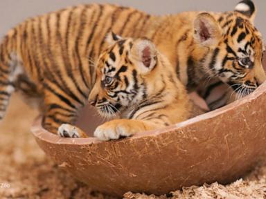 WATCH: David Muir shares milestones of Fort Worth Zoo's Sumatran tiger cubs