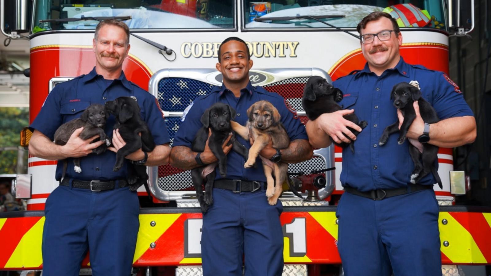 WATCH:  David Muir hears from Georgia firefighters who helped deliver 15 puppies