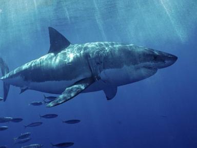 WATCH:  Aggressive great white shark seen off Southern California coast