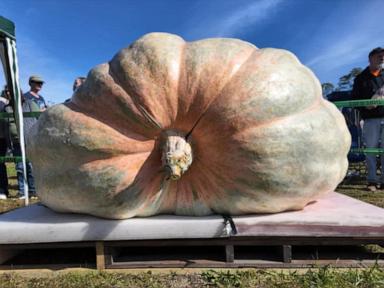 WATCH: Rhode Island farmer sets new record for world's biggest pumpkin