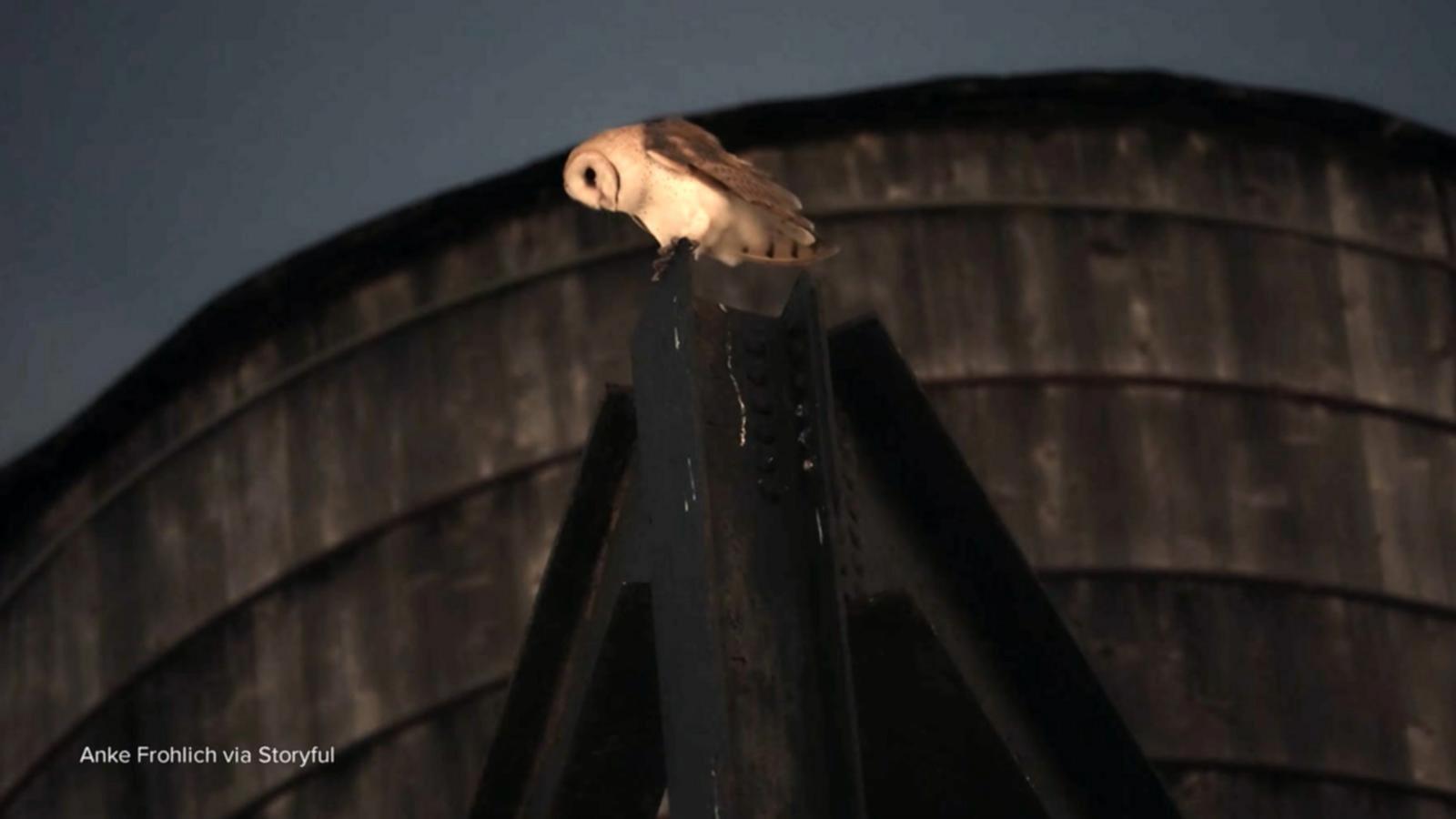 WATCH:  David Muir reports on the beloved barn owls that have made Manhattan home