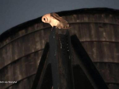 WATCH: David Muir reports on the beloved barn owls that have made Manhattan home