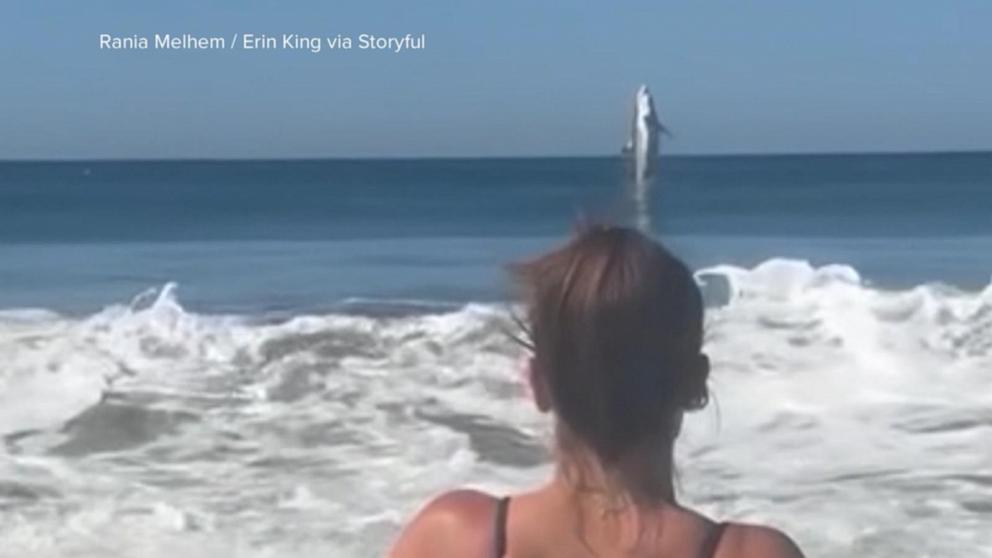 Great white shark leaps off California beach; warning issued