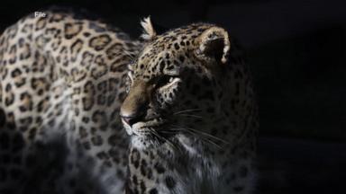 VIDEO: Netherlands zookeeper mauled in deadly leopard attack