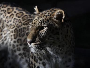 WATCH: Netherlands zookeeper mauled in deadly leopard attack