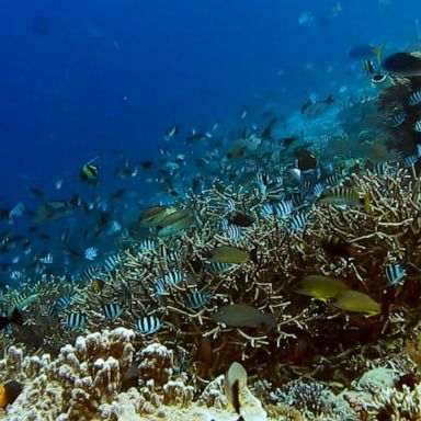 VIDEO: Rising temperatures threaten Florida's coral reef