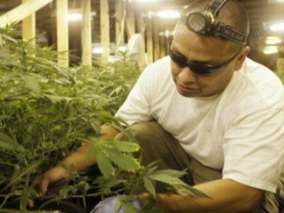 VIDEO: Pot Growers Join Union