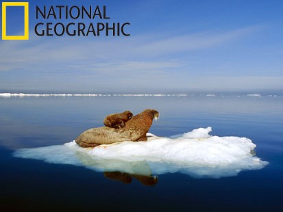 VIDEO: A walrus and its mother live in the Arctic.