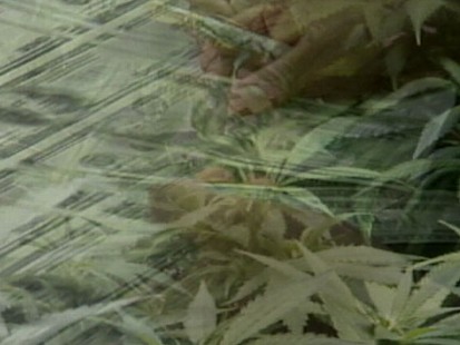 VIDEO:The Marijuana Millionaire