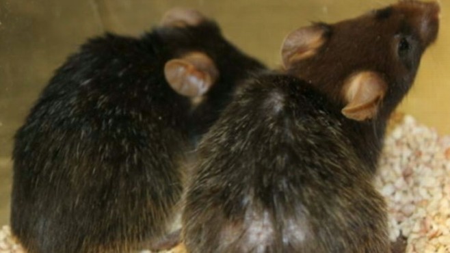 Aging Reversed in Mice - ABC News