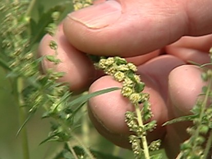 ragweed