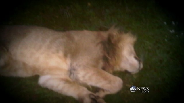 Zanesville, Ohio: Hunt for Escaped Exotic Animals Video - ABC News