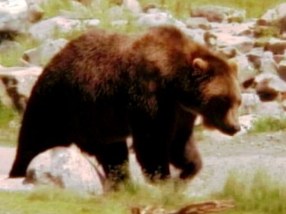 VIDEO: DNA tests will determine if the bear is to blame for a 48-year-old mans death