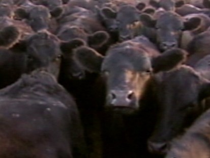 VIDEO:E. Coli Rears Again: This Time Beef