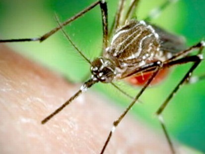 VIDEO: Dengue Fever: Tropical Disease Hits U.S.