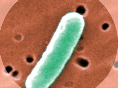 VIDEO: Scientists discovered a new gene that can turn any bacteria into a superbug.