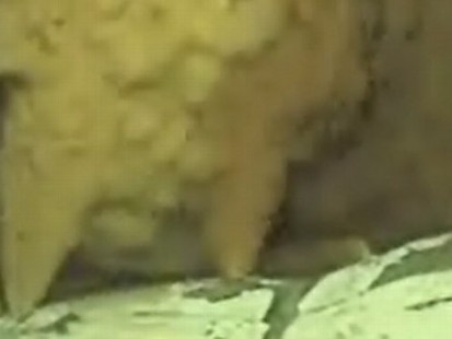 VIDEO: BP Will Attempt to Capture the Oil