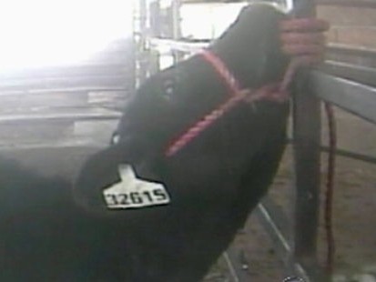 VIDEO: Graphic footage suggests milk cows may be victims of some cruel practices.