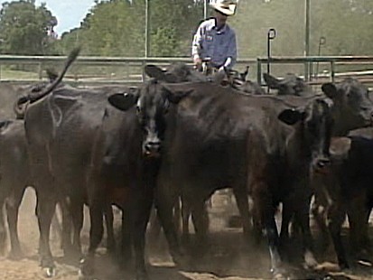 VIDEO: Cattle Rustling Revived by Recession