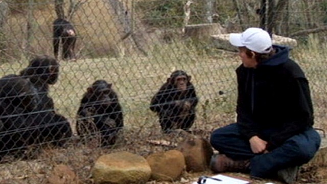 chimpanzee attack videos