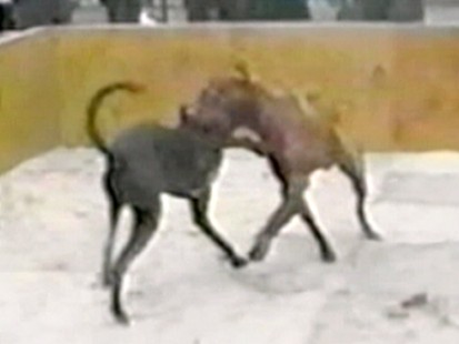 VIDEO: Is a law that bans the selling of depictions of animal cruelty unconstitutional?