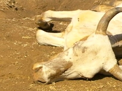 VIDEO: Severe drought in Northern Kenya
