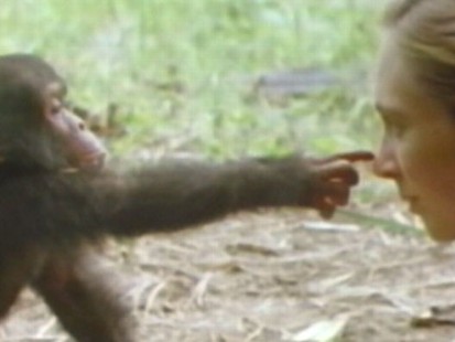 VIDEO: Famed primatologist on her research with chimps, environmental work.