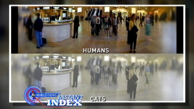 Download Instant Index: Cats and Their Incredible Eyes Video - ABC News