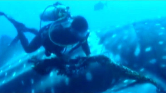 Trapped Animal Sea Rescue Caught on Tape Video - ABC News