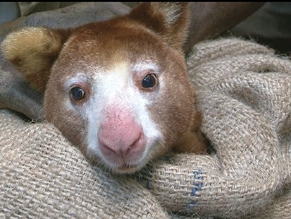 VIDEO: The rarely seen Tree Kangaroos are in danger of becoming extinct.