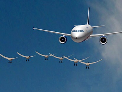 VIDEO: Bird Strikes Are A Growing Problem
