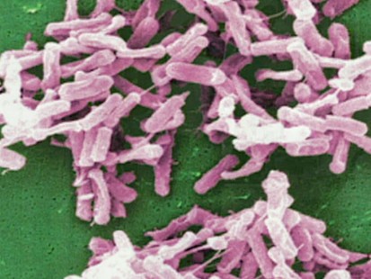 Drug-resistant Bacteria