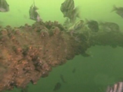 VIDEO: Is Gulf Oil Sitting on the Ocean Floor?