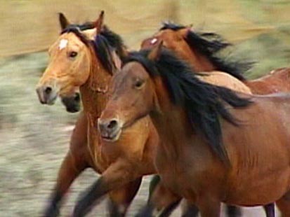 horses