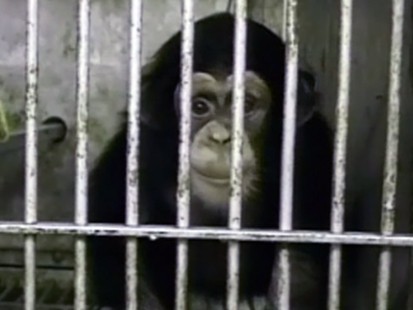 chimp