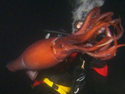 VIDEO: Jumbo Flying Squid found in San Diego waters
