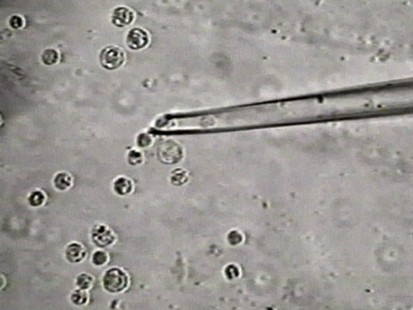 VIDEO: Embryonic Stem Cell Research
