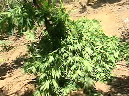 pot plant