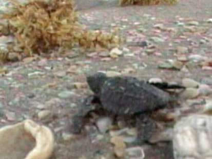VIDEO: Matt Gutman is with the people trying to save the Gulf turtles.