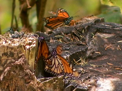 VIDEO: Monarch butterflies may disappear
