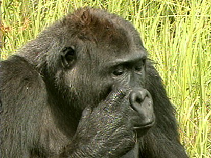 Gorillas Discovered in the Congo