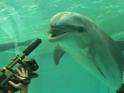 VIDEO: Flippers trainer Ric OBarry saves dolphins