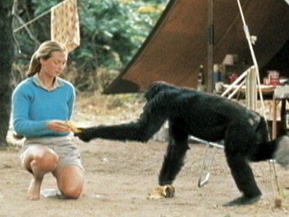 VIDEO: Jane Goodall talks about endangered species