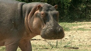 Happy National Hippo Day! We're celebrating with the world-famous Fiona ...