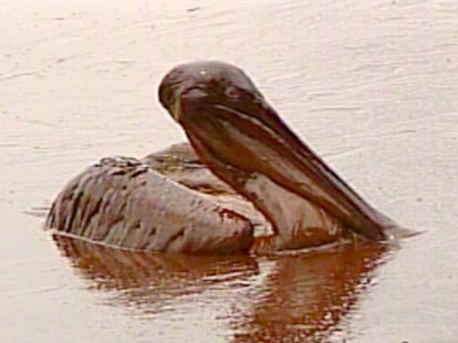 VIDEO: Matt Guttman reports on the effort to rescue oil-covered animals.