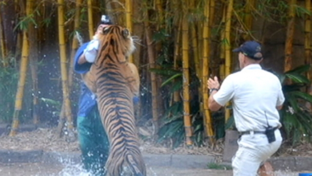 Video Veteran Animal Trainer Fights for His Life After Tiger Attack - ABC  News