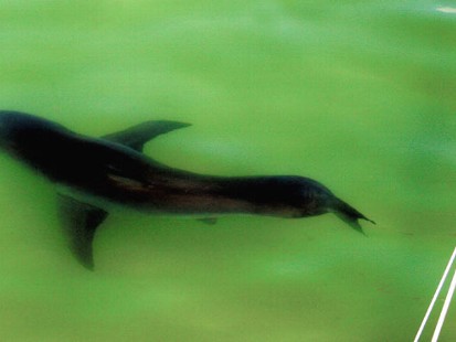 VIDEO: Shark Hunt