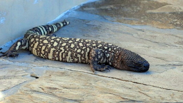 Backyard lizards in california