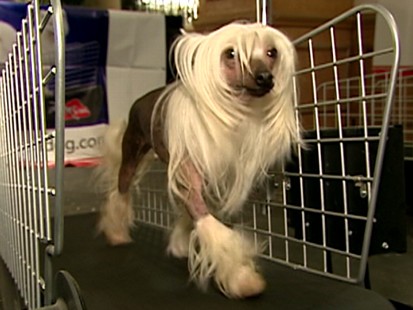 show dog
